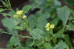 Brassica juncea